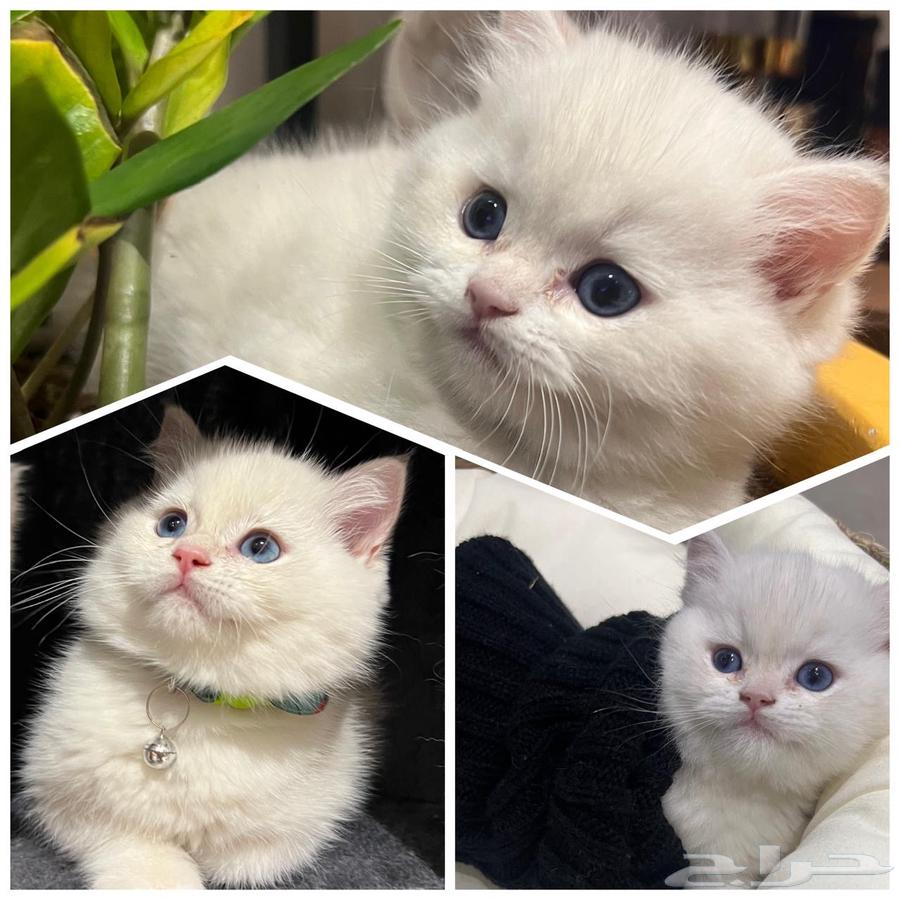 British cats for sale63178163042691112