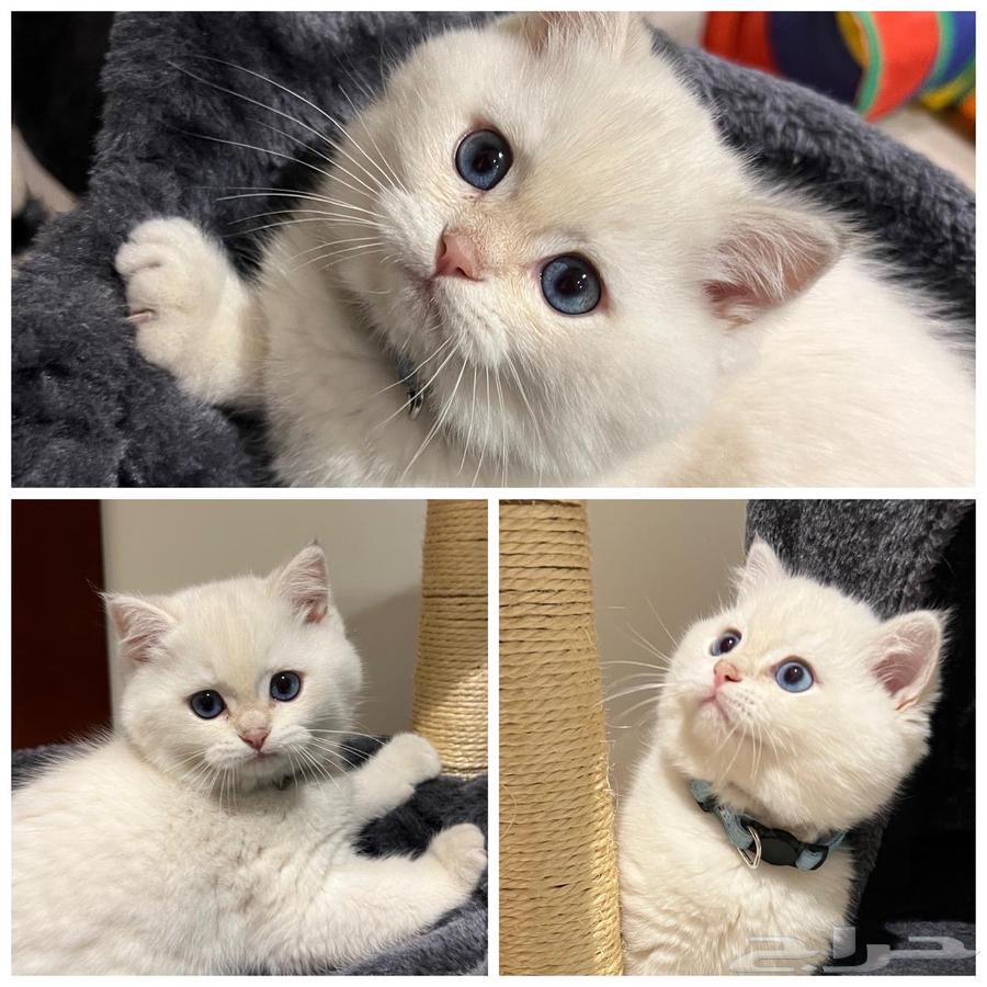 British cats for sale63178163042691111