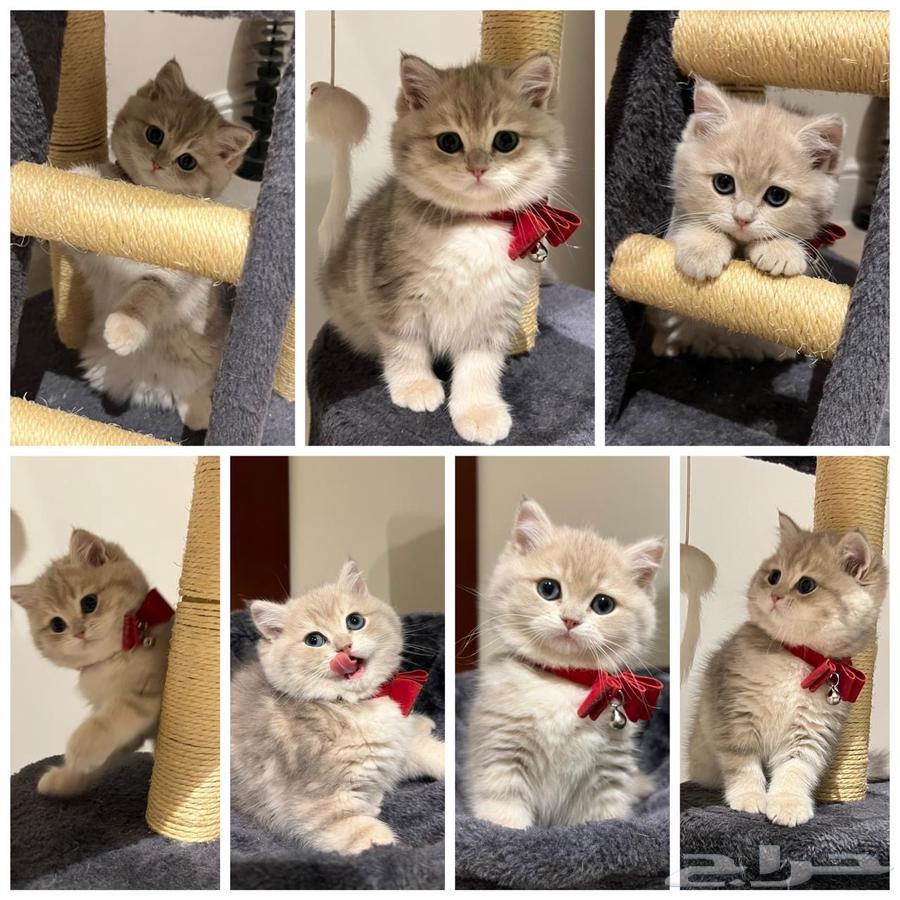 British cats for sale63178163042691113