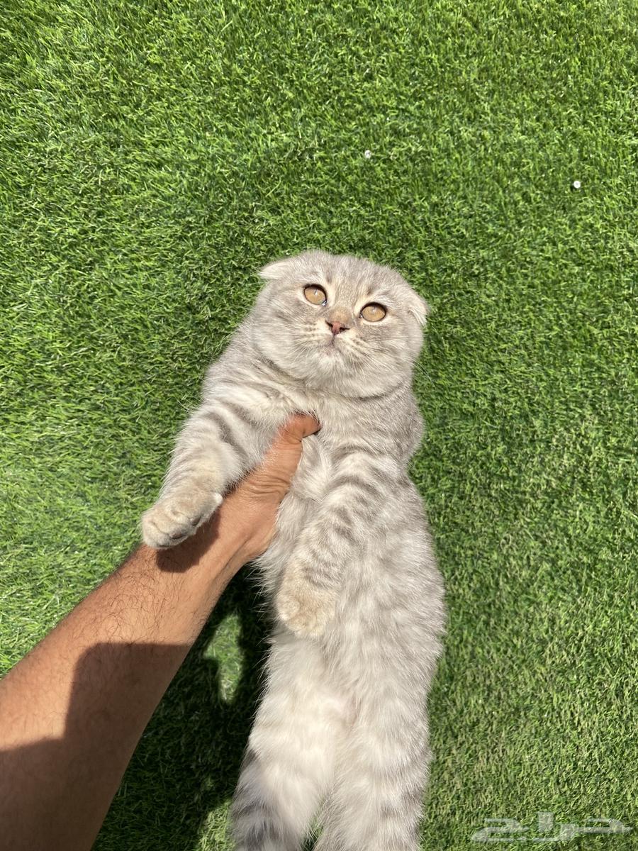 Scottish Fold cats offers63179607002883111
