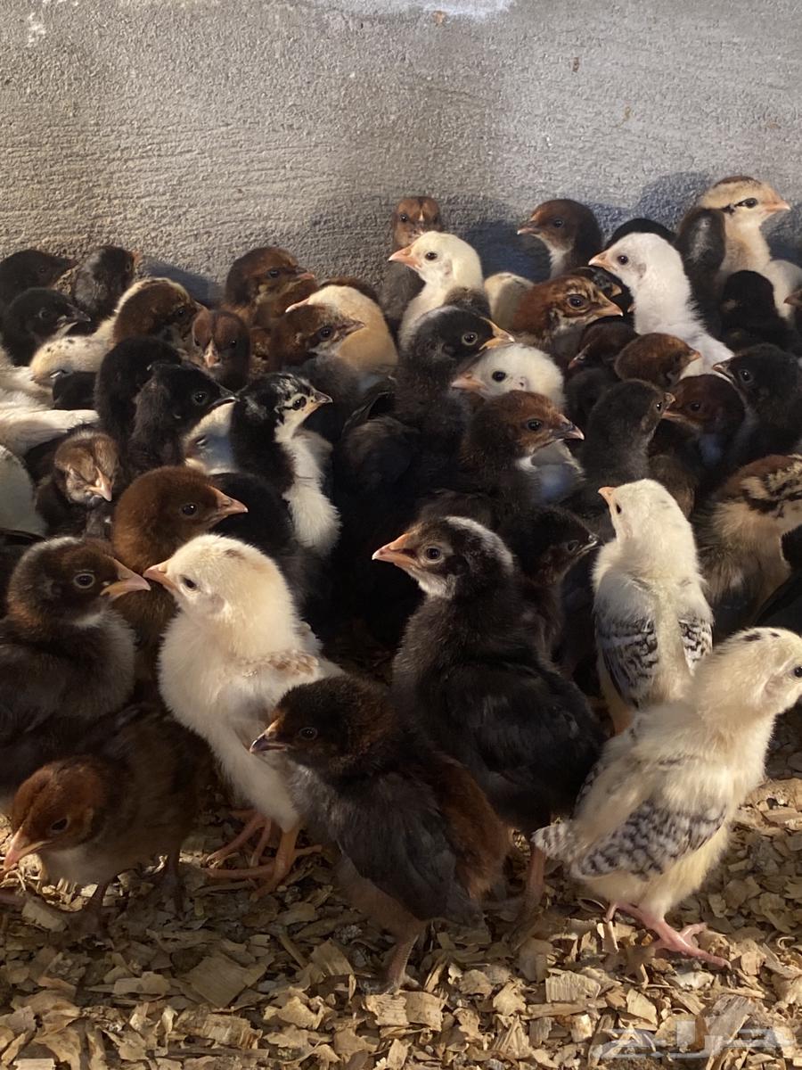 Local chicks, three weeks old63201916312066112