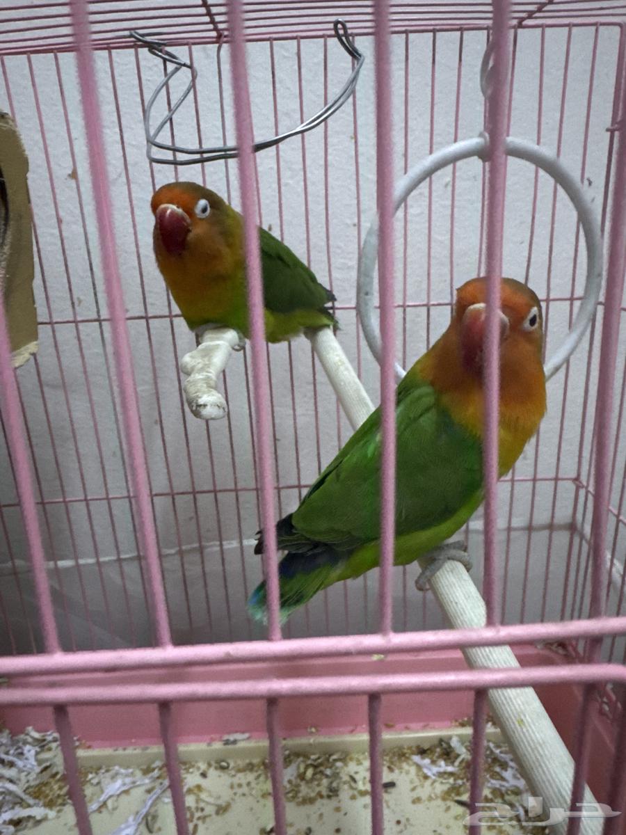 Fisher for sale63178656652547112