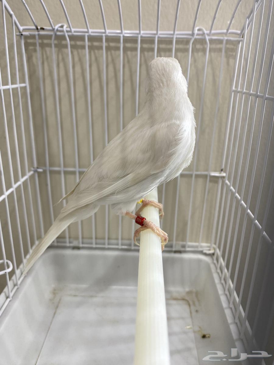 Stanaite White - Ready (Sold)63177699843971113