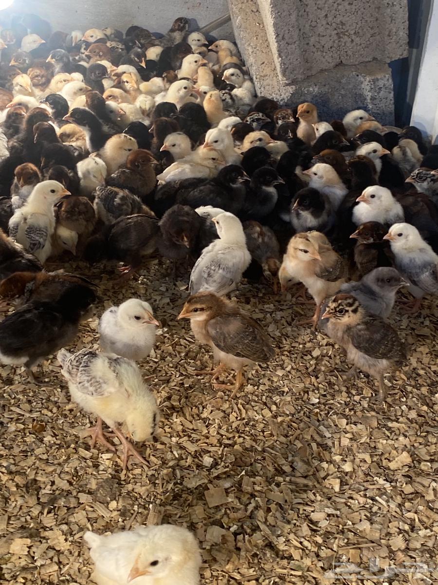Local chicks, three weeks old63201916312066114