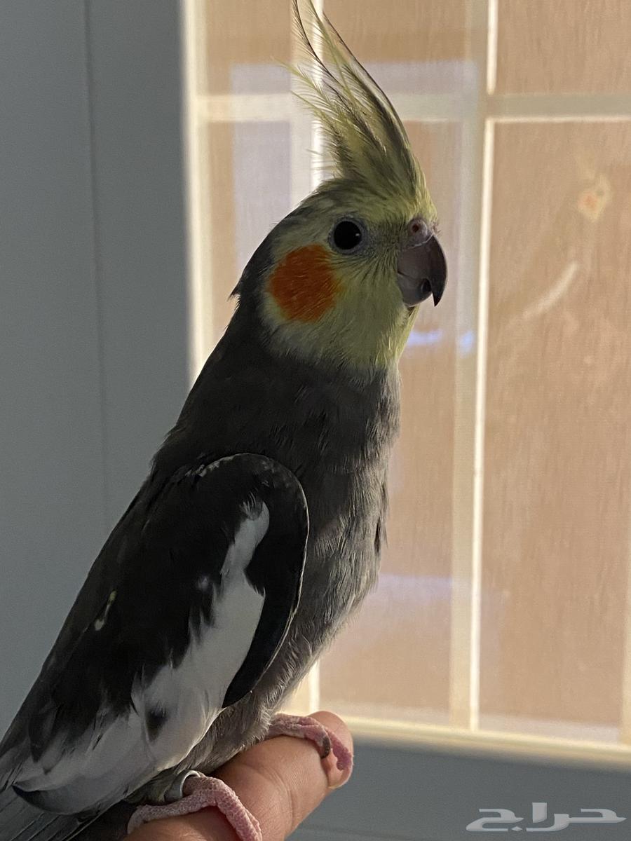 Mentioned a tame, singing canary that was sold63177340562305112