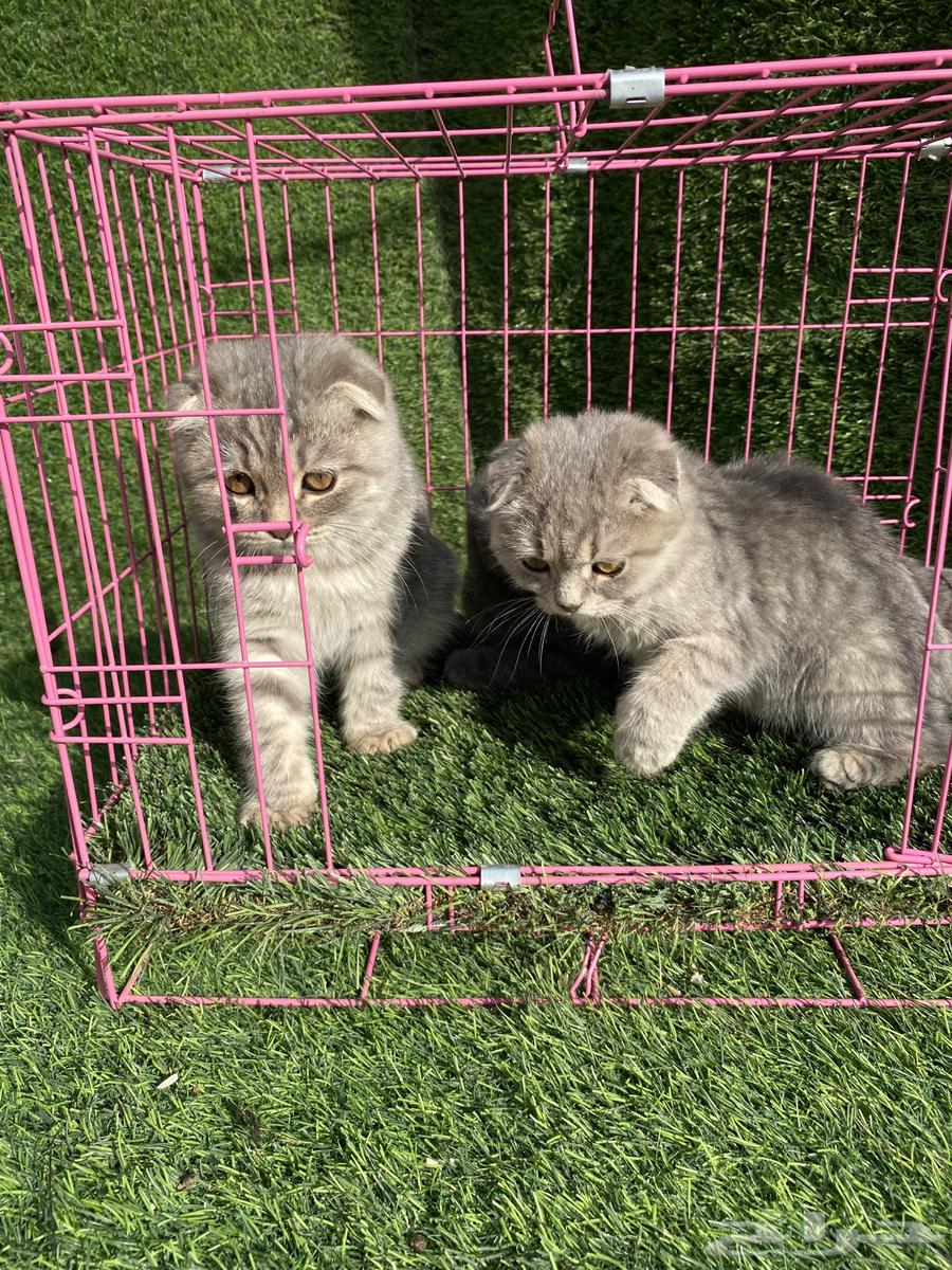 Scottish Fold cats offers631796070028831112