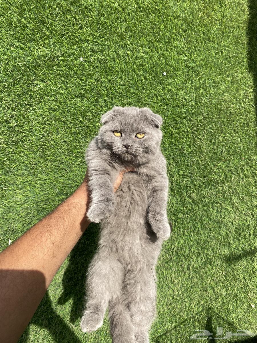 Scottish Fold cats offers63179607002883112