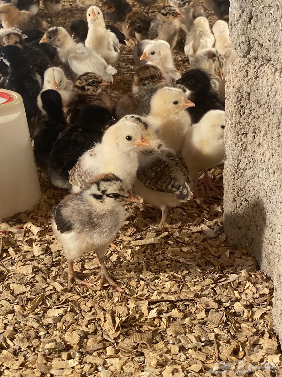 Local chicks, three weeks old63201916312066111