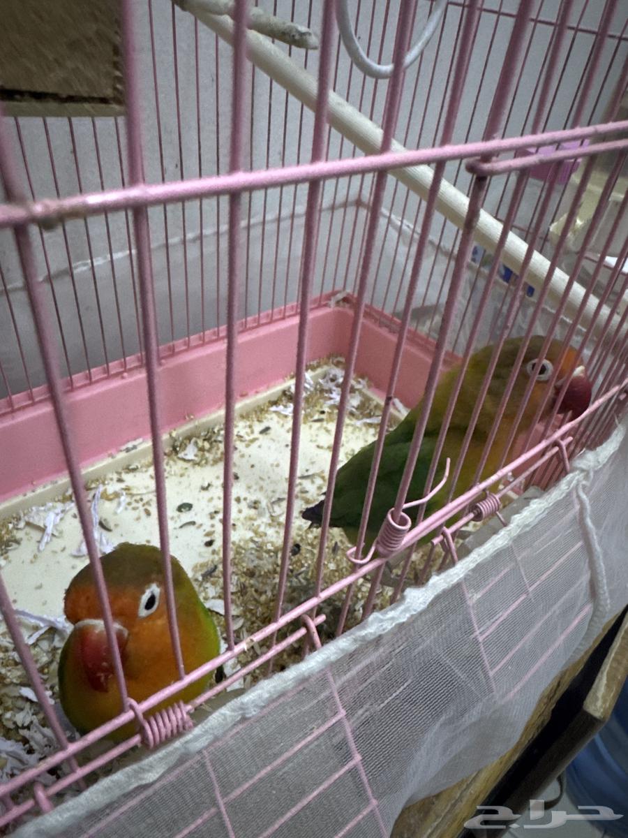 Fisher for sale63178656652547111