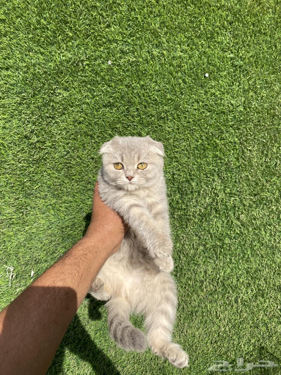 Scottish Fold cats offers63179607002883113