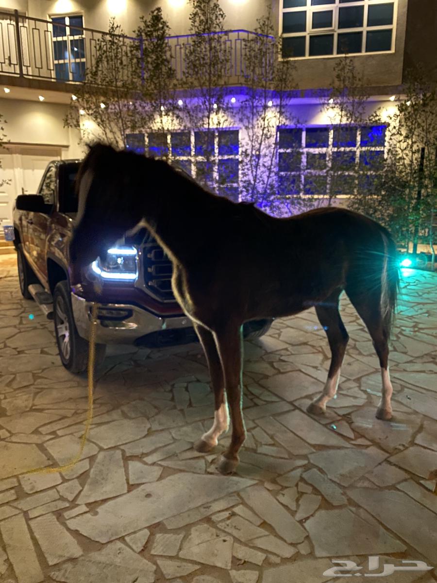 حصان للبيع او البدل المناسب63177707666818112