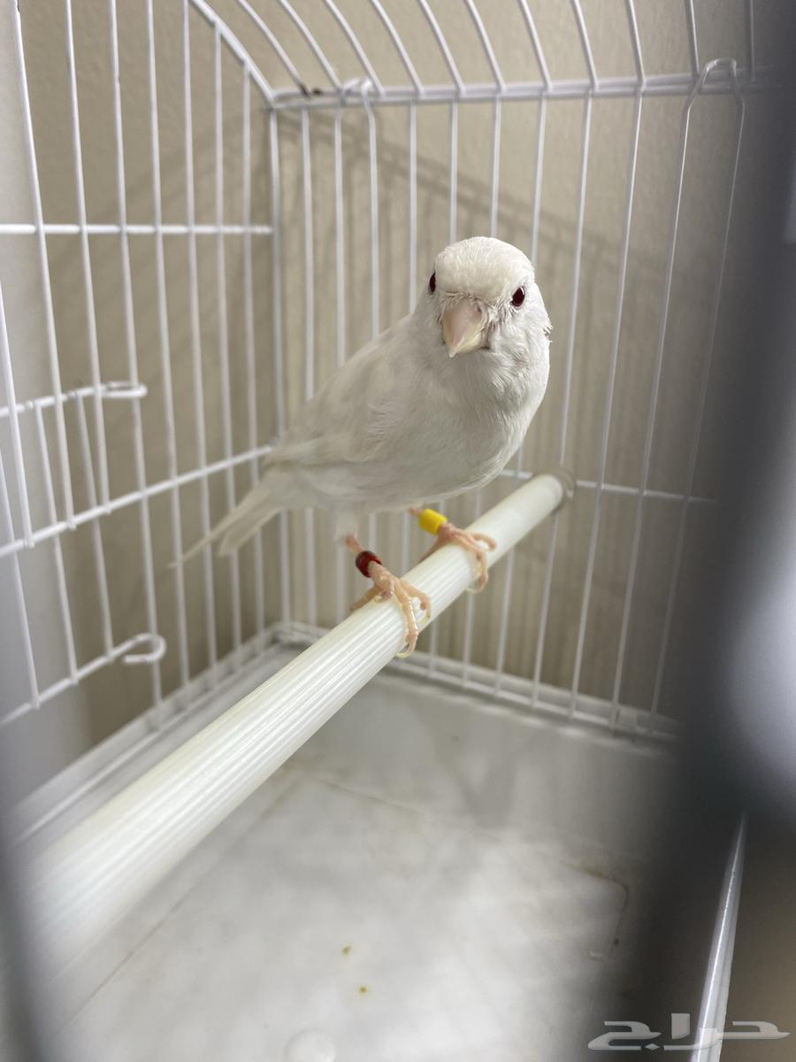 Stanaite White - Ready (Sold)63177699843971111