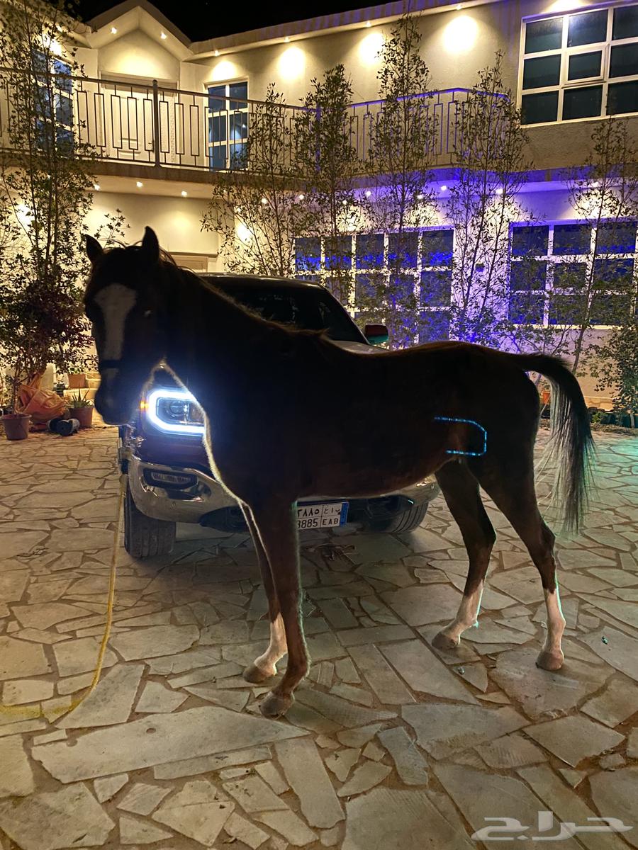حصان للبيع او البدل المناسب63177707666818110