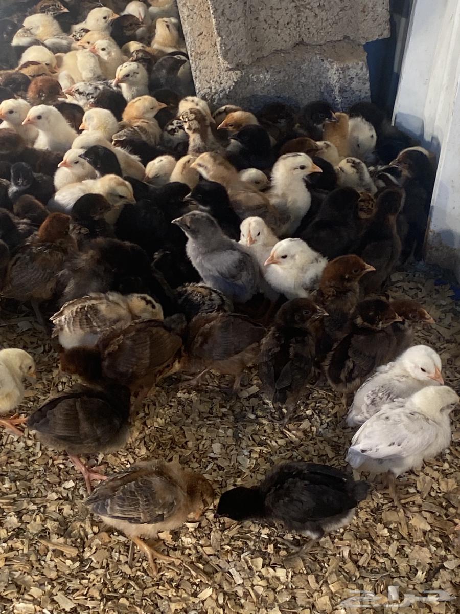 Local chicks, three weeks old63201916312066113