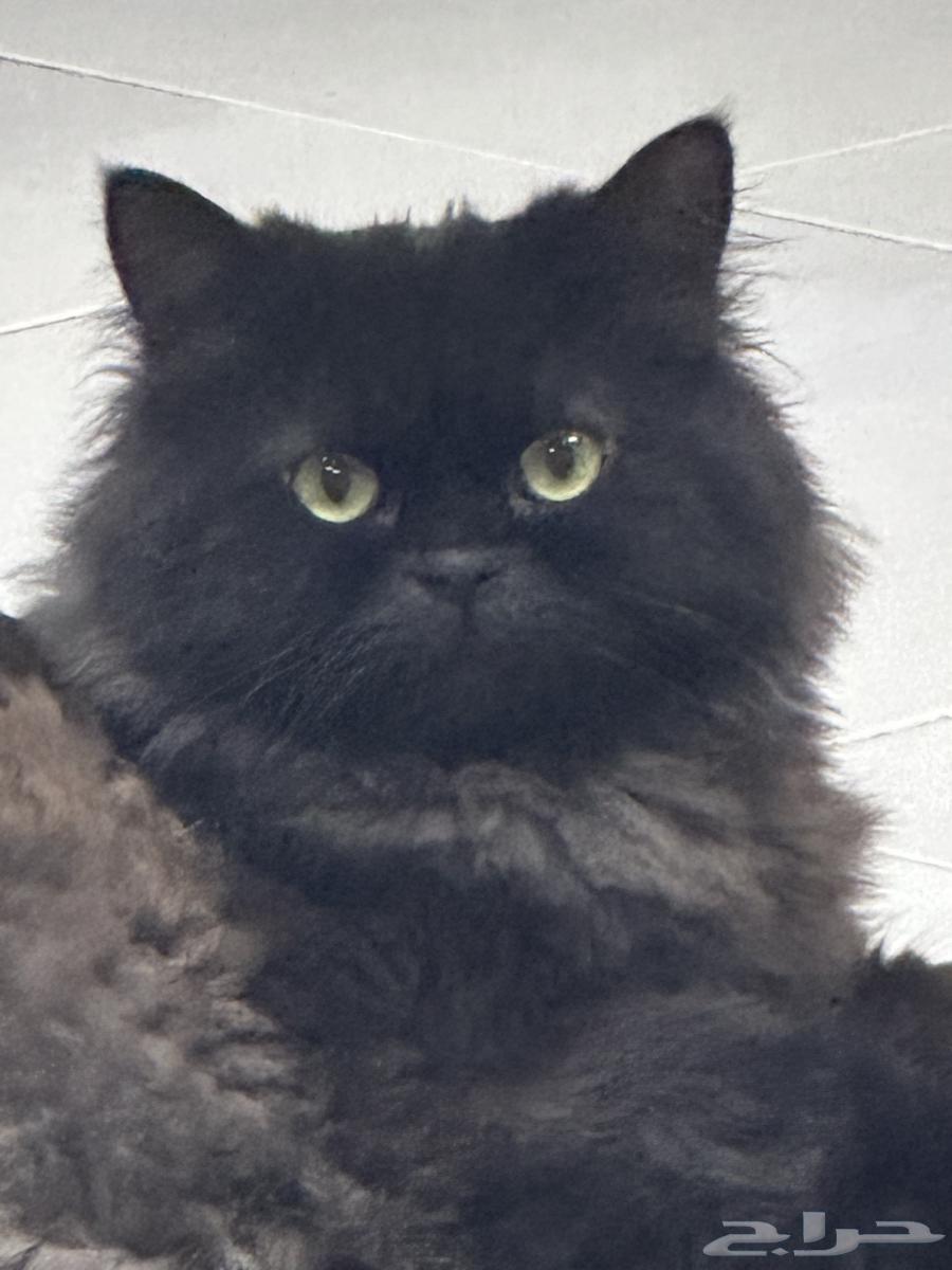 Lost black Shirazi cat, reward of 2000 for whoever finds it63177336436739113