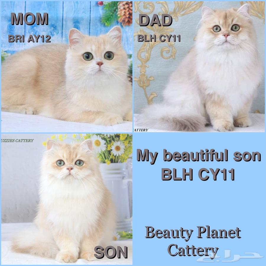 British cats for sale63178163042691114