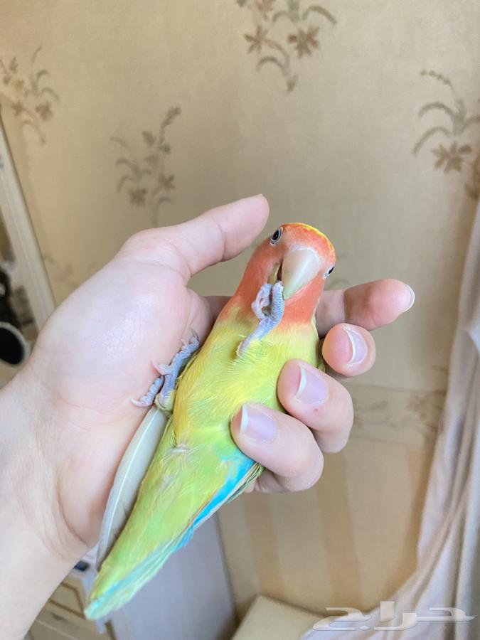 ببغاء روز اليف63177711492611110