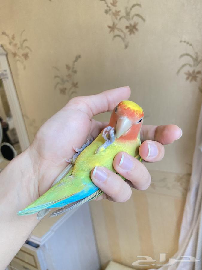ببغاء روز اليف63177711492611111