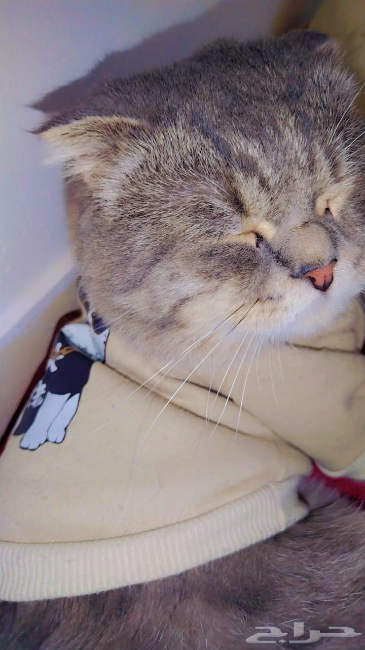 Cat hotel63178664931202114