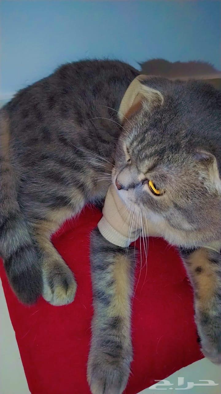 Cat hotel63178664931202113