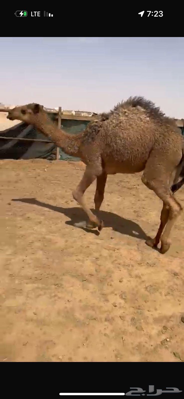 Qa'adan reed for sale north of Riyadh63178179610882111