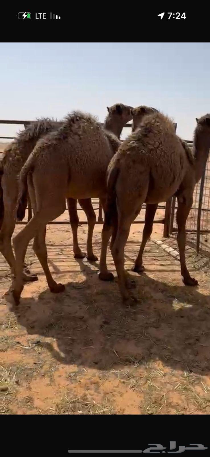 Qa'adan reed for sale north of Riyadh63178179610882114