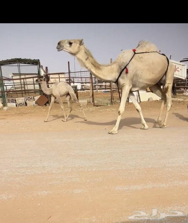 خلفه غيثيه63177329449987116