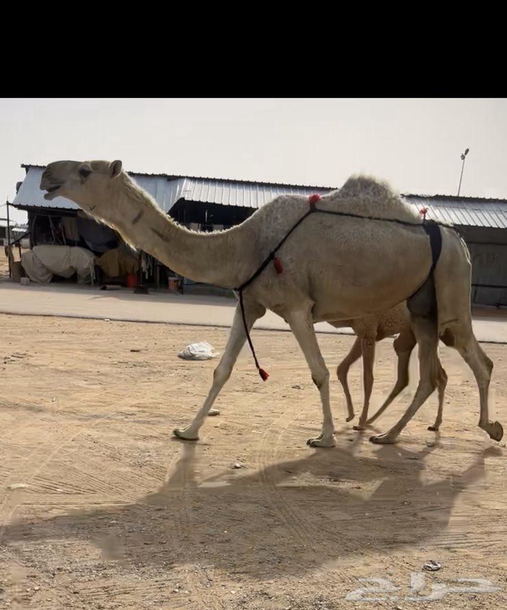 خلفه غيثيه63177329449987113