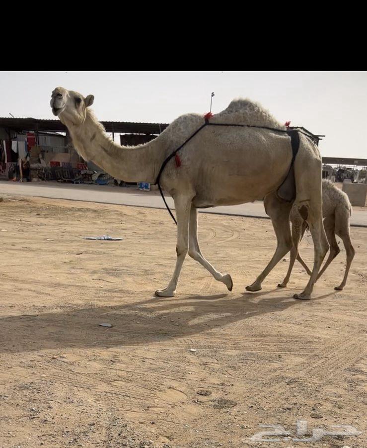 خلفه غيثيه63177329449987111