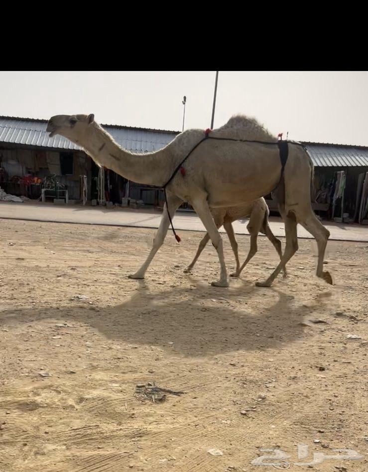 خلفه غيثيه63177329449987112