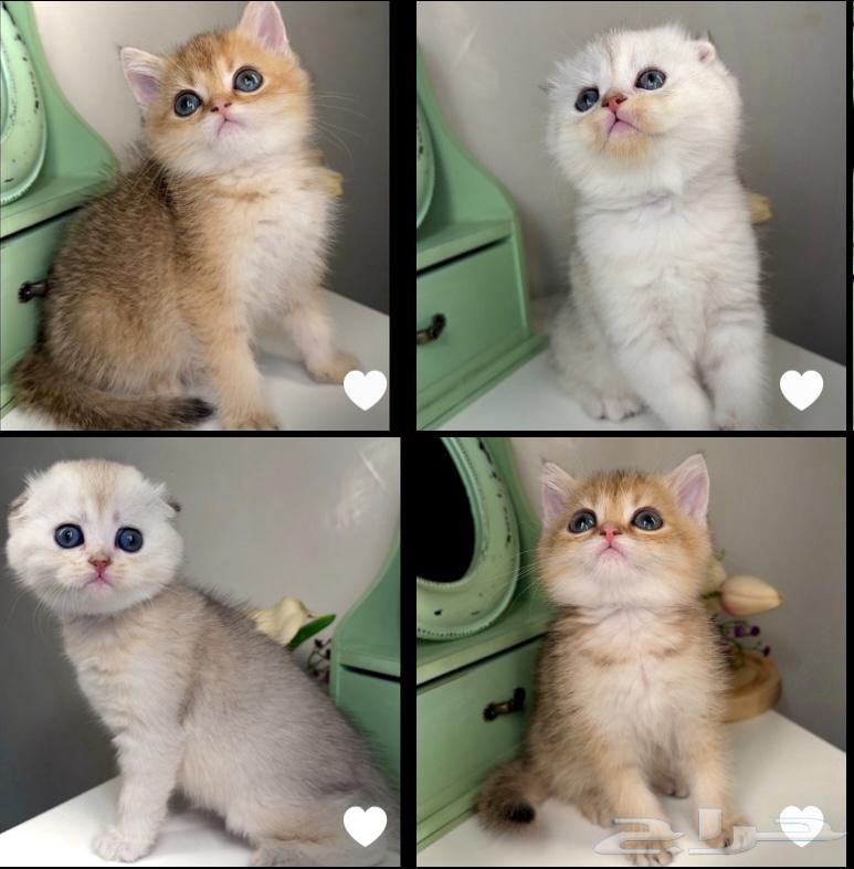 Scotch Fold, British Gold, Street Short Hair, Shirazi, Himalayan cats for sale631786532113941117