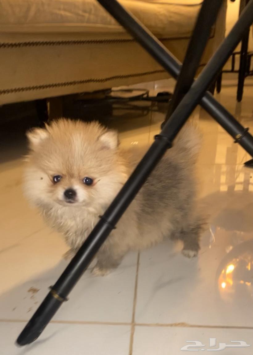 Pomeranian dog purebred63176852724226111