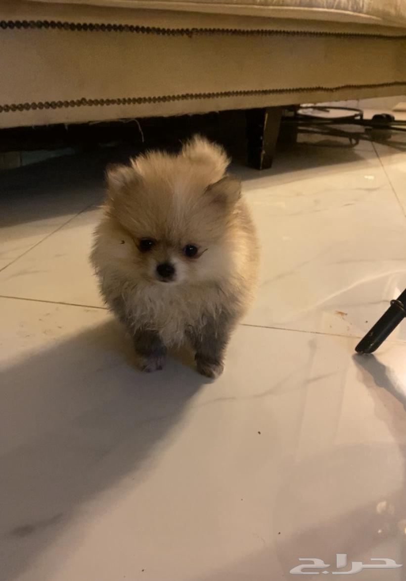 Pomeranian dog purebred63176852724226114