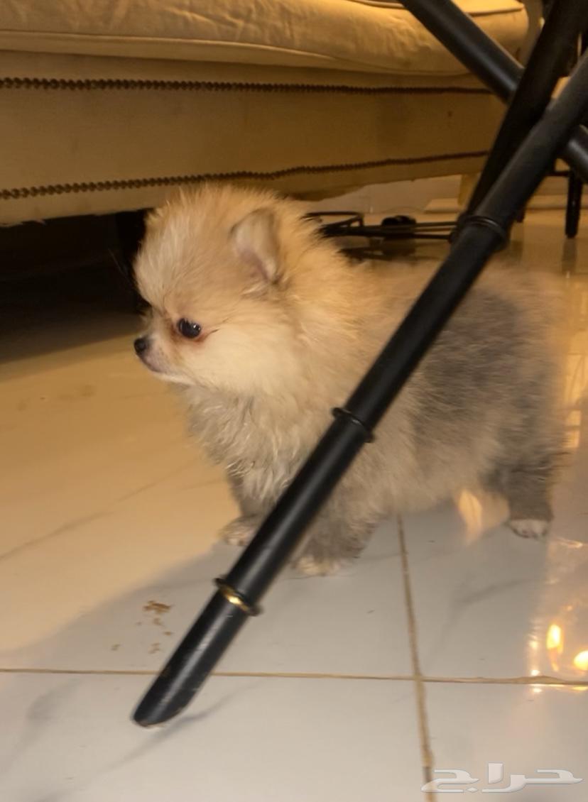 Pomeranian dog purebred63176852724226114