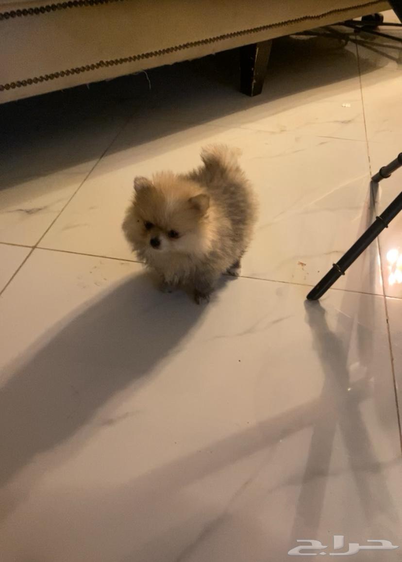 Pomeranian dog purebred63176852724226112
