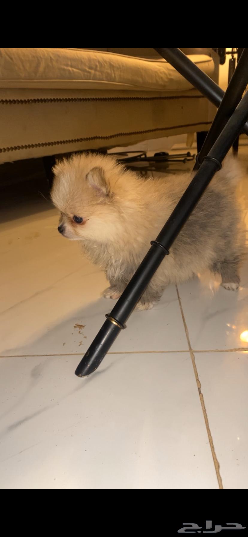 Pomeranian dog purebred63176852724226113