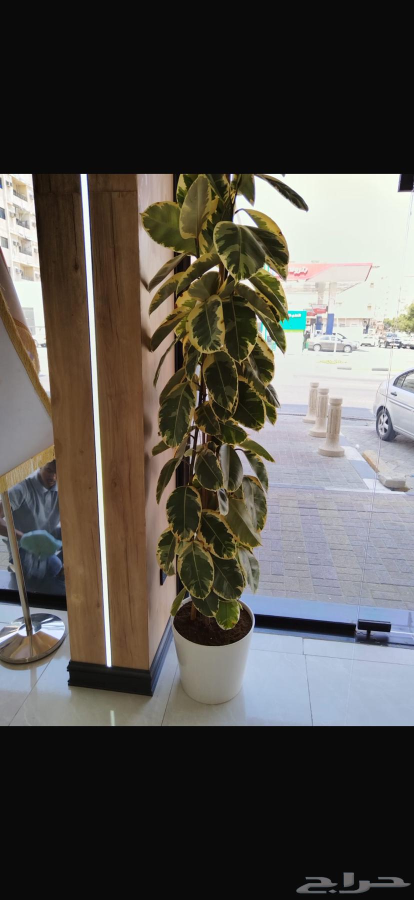 صيانة الحدائق63022674525058114