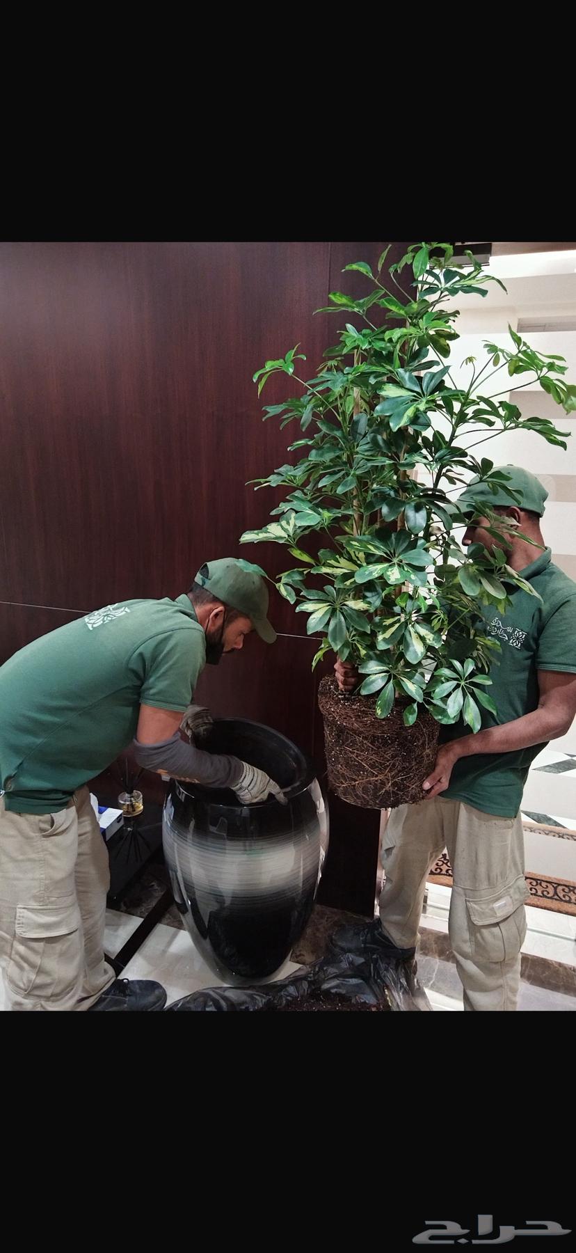 صيانة الحدائق63022674525058113