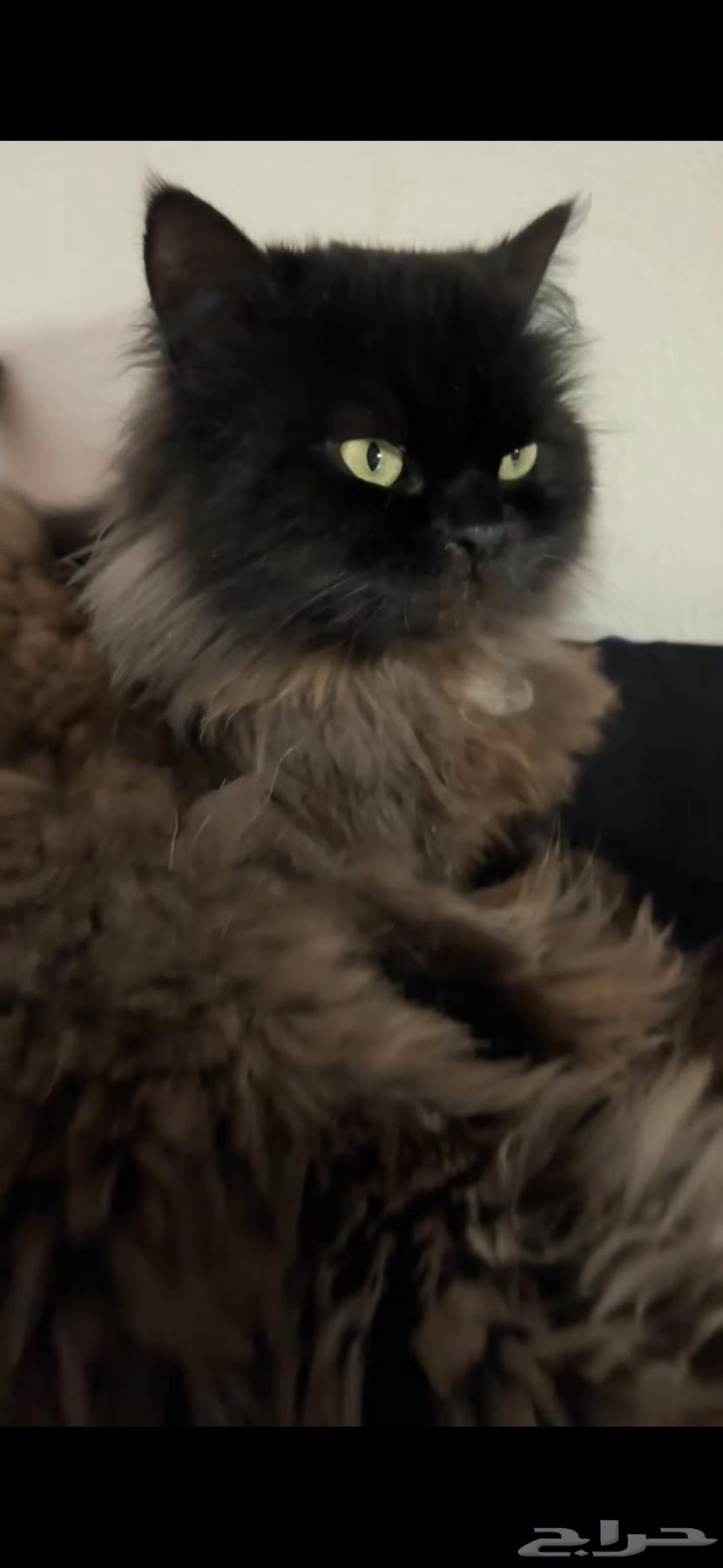 Lost black Shirazi cat, reward of 2000 for whoever finds it63177336436739111