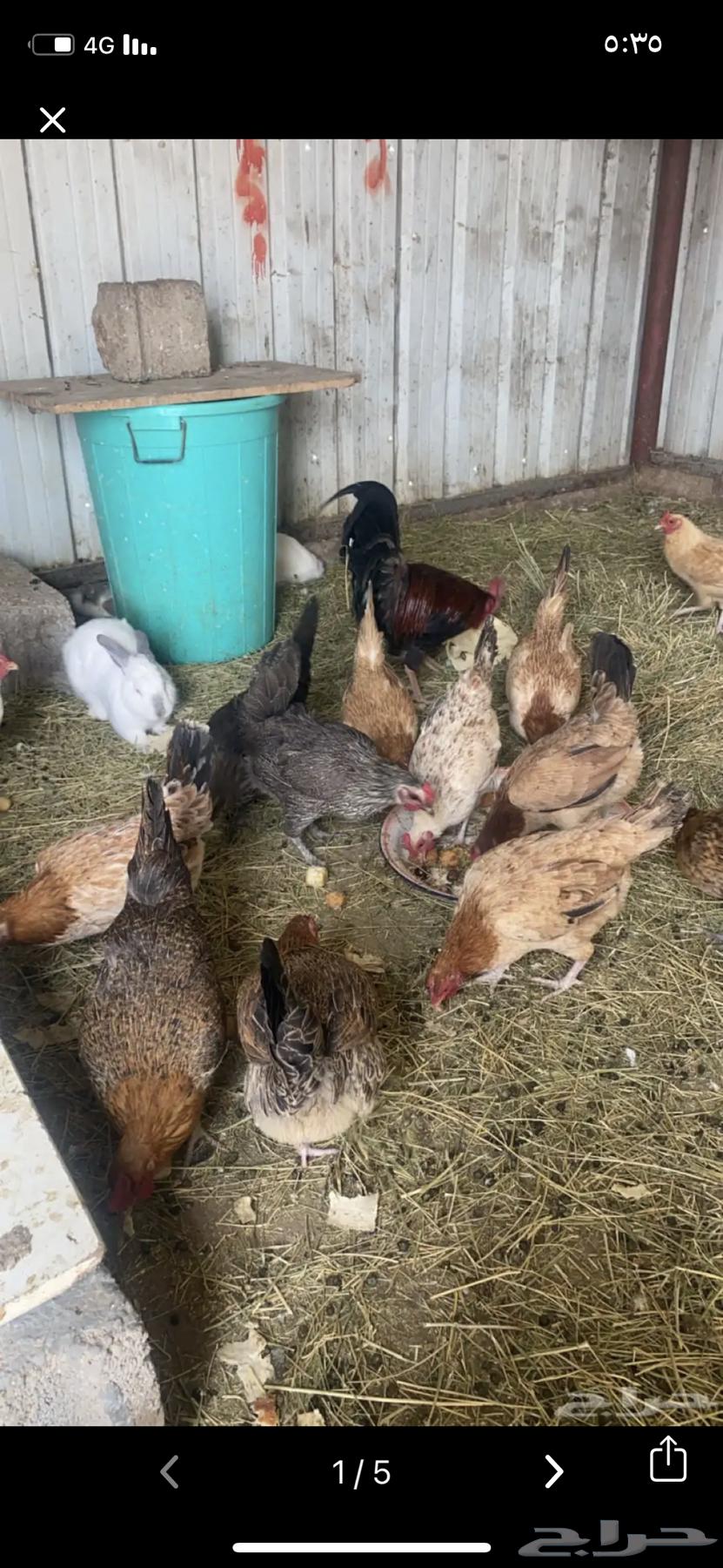 Chicken for sale63177699995779111