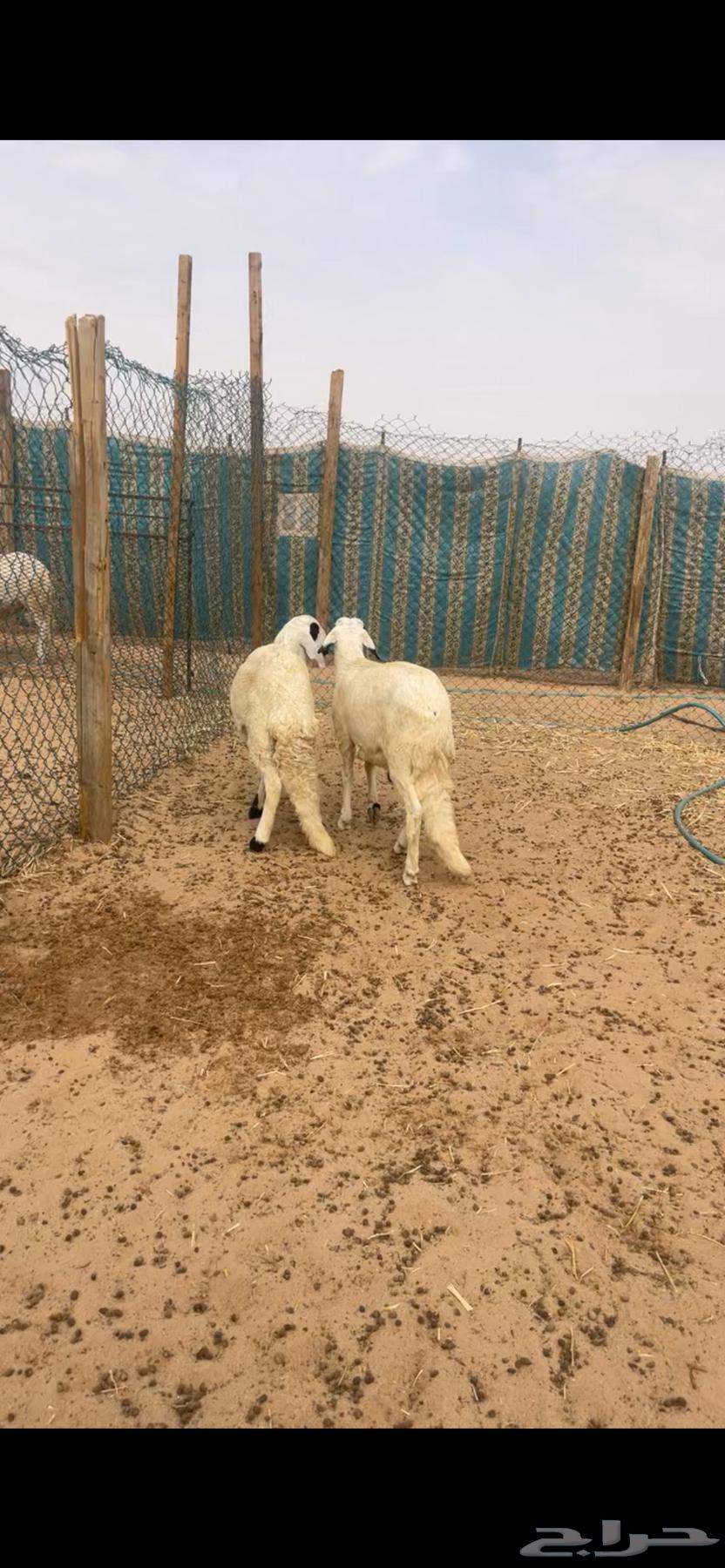 Sawakni meat for sale with slaughter and delivery63178171311619112