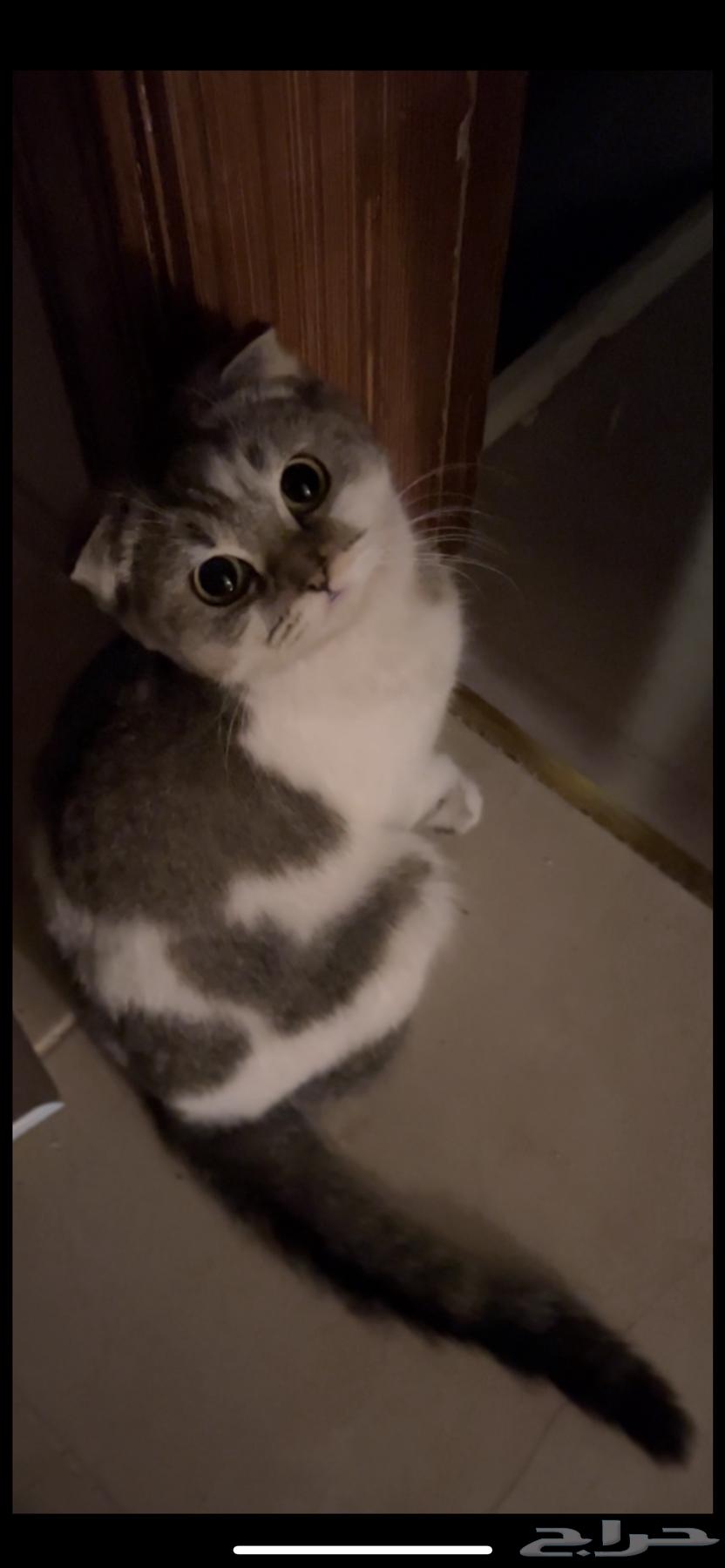 Scottish Fold cat63181038375042113