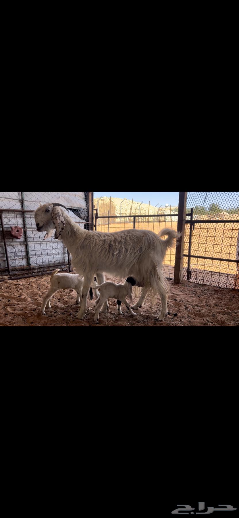 معزاء مطورات متابيع فاخره تم البيع63177352263554111