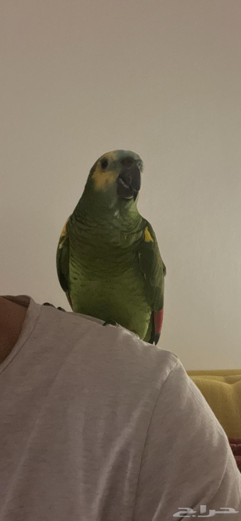 Blue-fronted Amazon parrot blue fronted63179611532673111