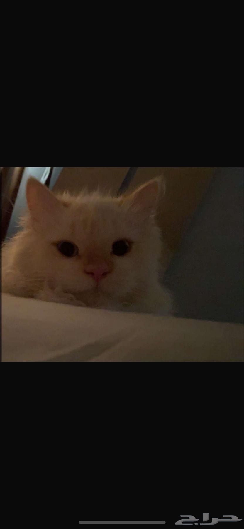 A cat has been lost for four days in the western Al-Naseem neighborhood; whoever finds it will be rewarded with 200 Riyals.63180098910211111