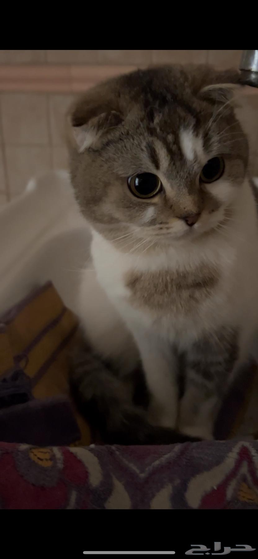Scottish Fold cat63181038375042112