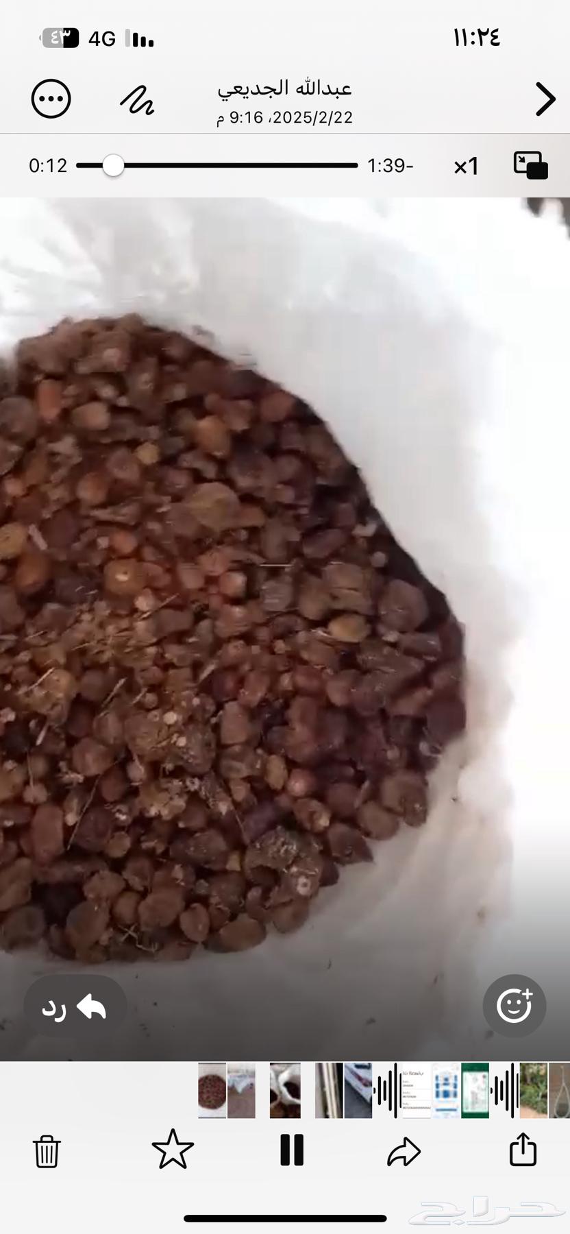 تمر نفيع علف في تبوك طريق الأردن63176855982211119