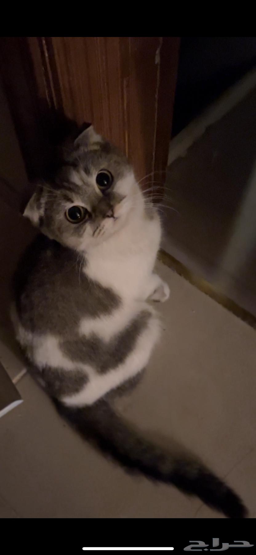 Scottish Fold cat63181038375042114