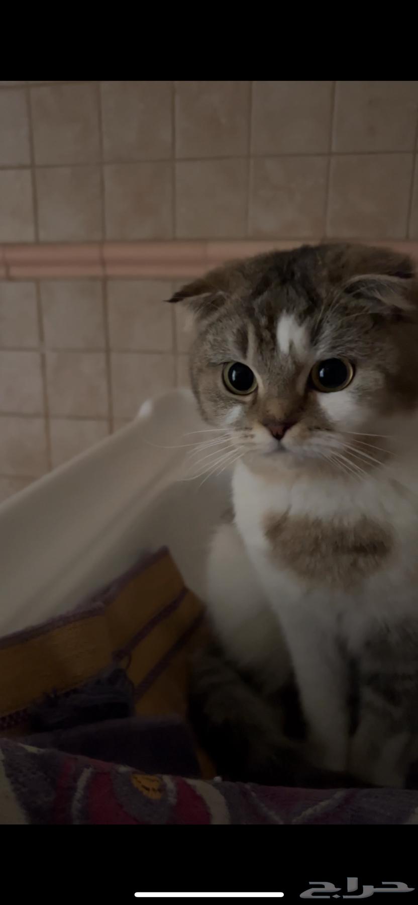 Scottish Fold cat63181038375042113