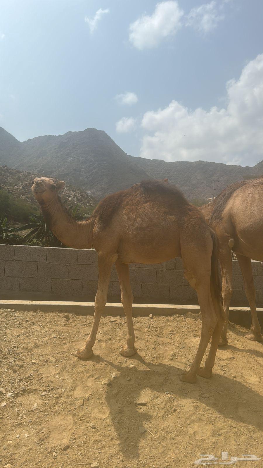 قعود لباني بلدي63179127787265111